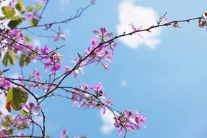紫薇花